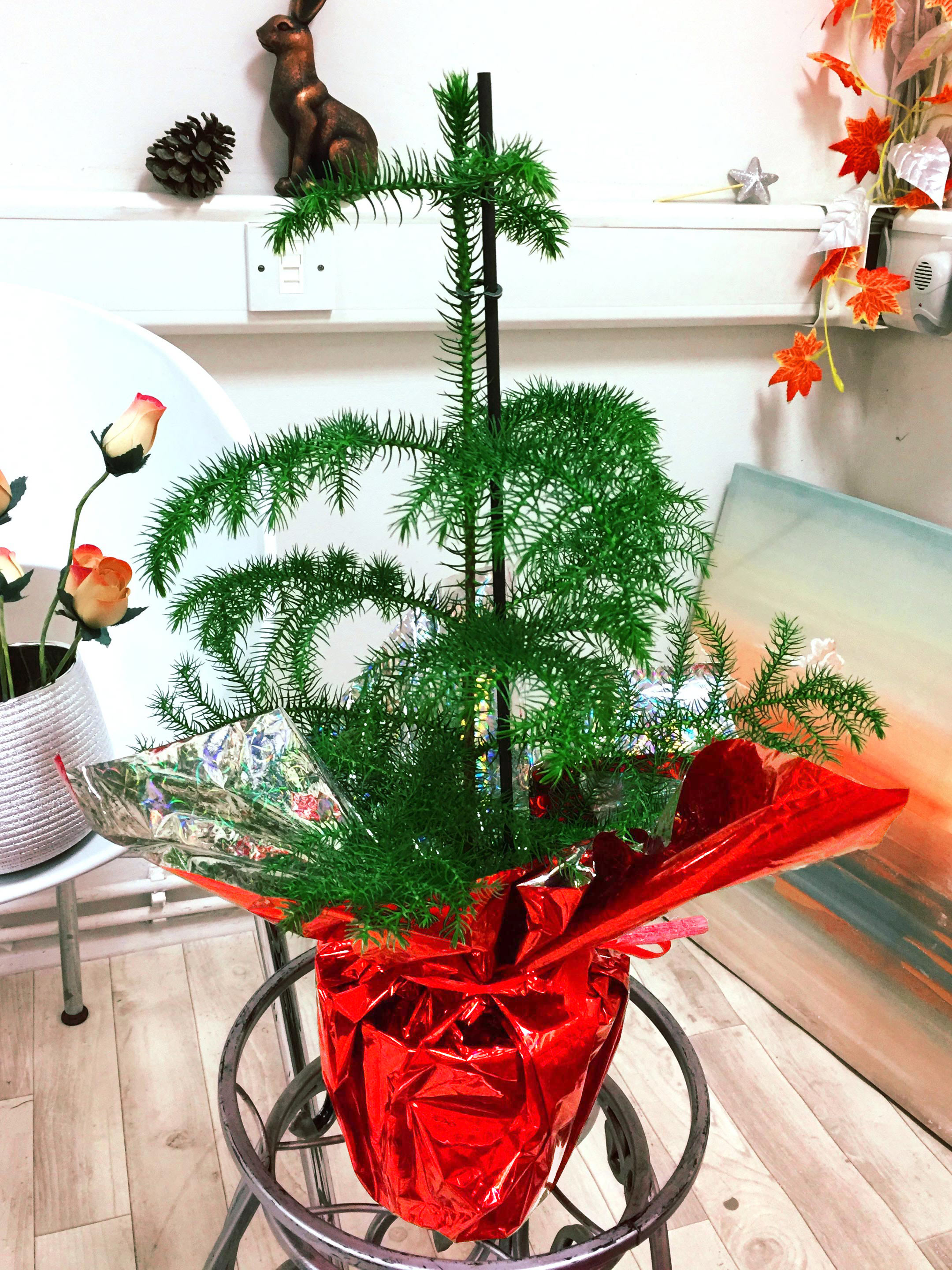 1 Large House Plant Pot in Cellophane Gift Wrap Valentine's Day